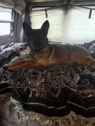 Lost Male Dog last seen Cedar and Ninth, San Diego, CA 92101