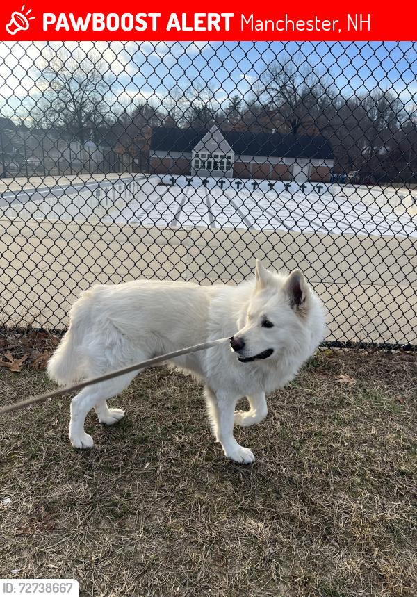 Lost Male Dog last seen Main st west side , Manchester, NH 03102