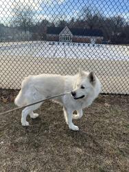 Lost Male Dog last seen Main st west side , Manchester, NH 03102