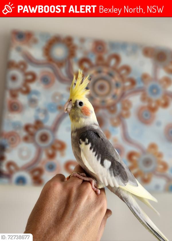 Lost Unknown Bird last seen Bexley north, Bexley North, NSW 2207