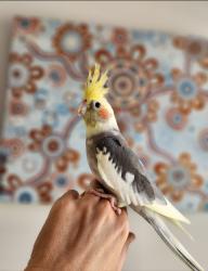 Lost Unknown Bird last seen Bexley north, Bexley North, NSW 2207