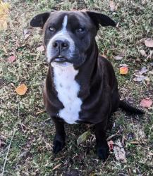 Lost Male Dog last seen His hse on Bucks Bayou, Bay City, TX 77414