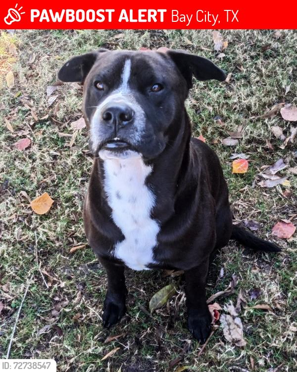 Lost Male Dog last seen His hse on Bucks Bayou, Bay City, TX 77414