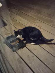 Found/Stray Unknown Cat last seen Mt olive church, hwy 66, Stokes County, NC 27021