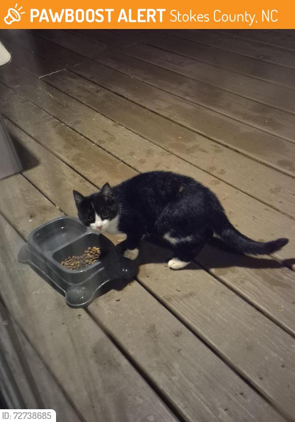 Found/Stray Unknown Cat last seen Mt olive church, hwy 66, Stokes County, NC 27021