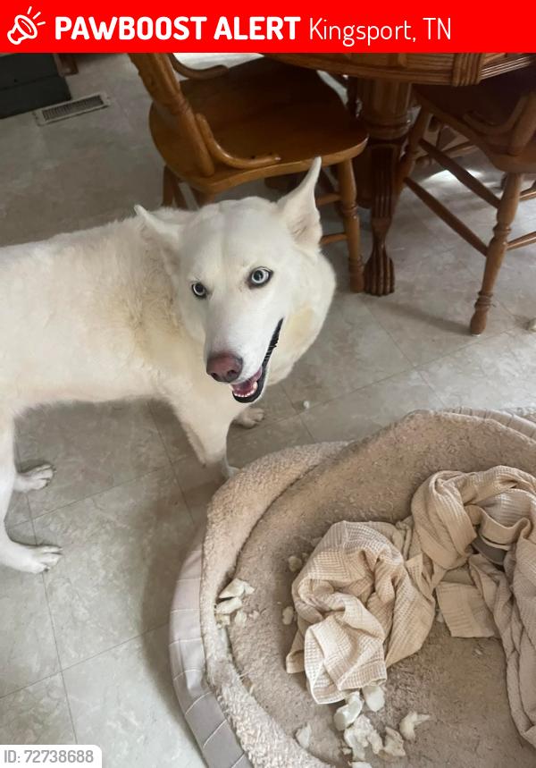 Lost Female Dog last seen Kingsport Tennessee Oakridge , Kingsport, TN 37660