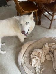 Lost Female Dog last seen Kingsport Tennessee Oakridge , Kingsport, TN 37660