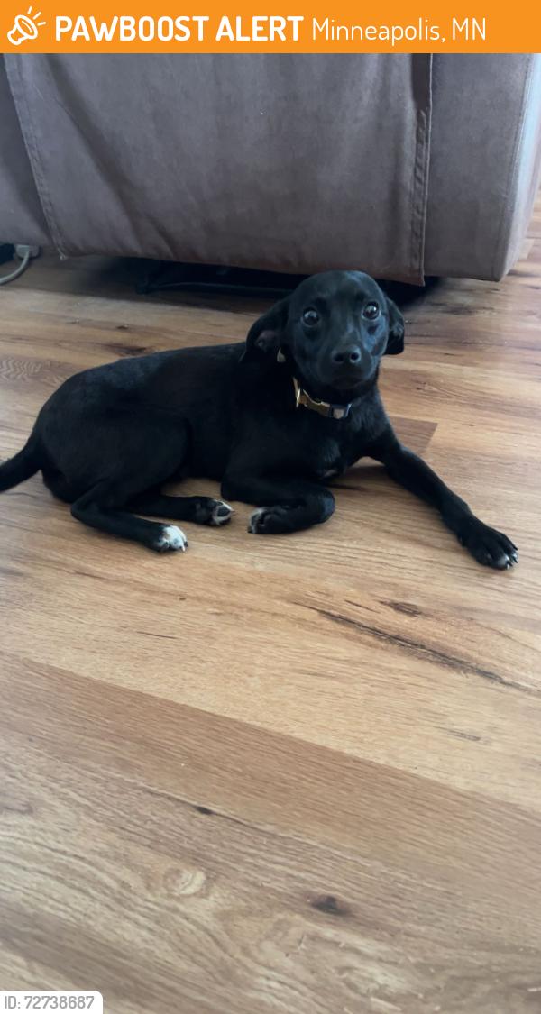 Found/Stray Male Dog last seen cub foods on france in bloomington near train tracks, Minneapolis, MN 55437