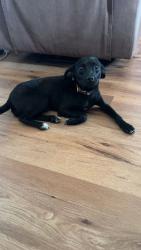 Found/Stray Male Dog last seen cub foods on france in bloomington near train tracks, Minneapolis, MN 55437