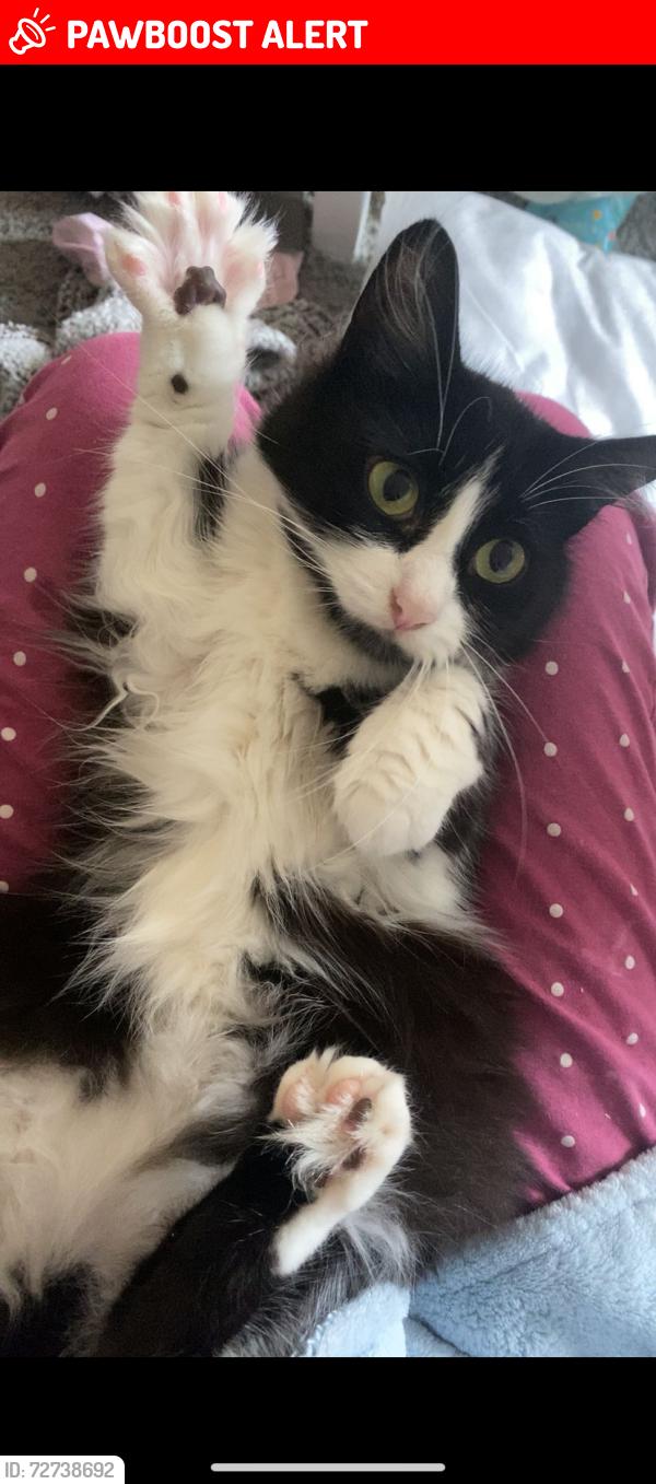 Lost Female Cat last seen Wharf road, Warwickshire, England CV47