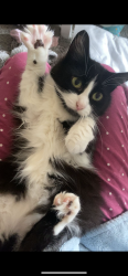 Lost Female Cat last seen Wharf road, Warwickshire, England CV47