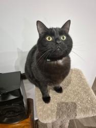Lost Male Cat last seen Whitehorse road, weybridge st, mont Albert rd, union rd, Surrey Hills, VIC 3127
