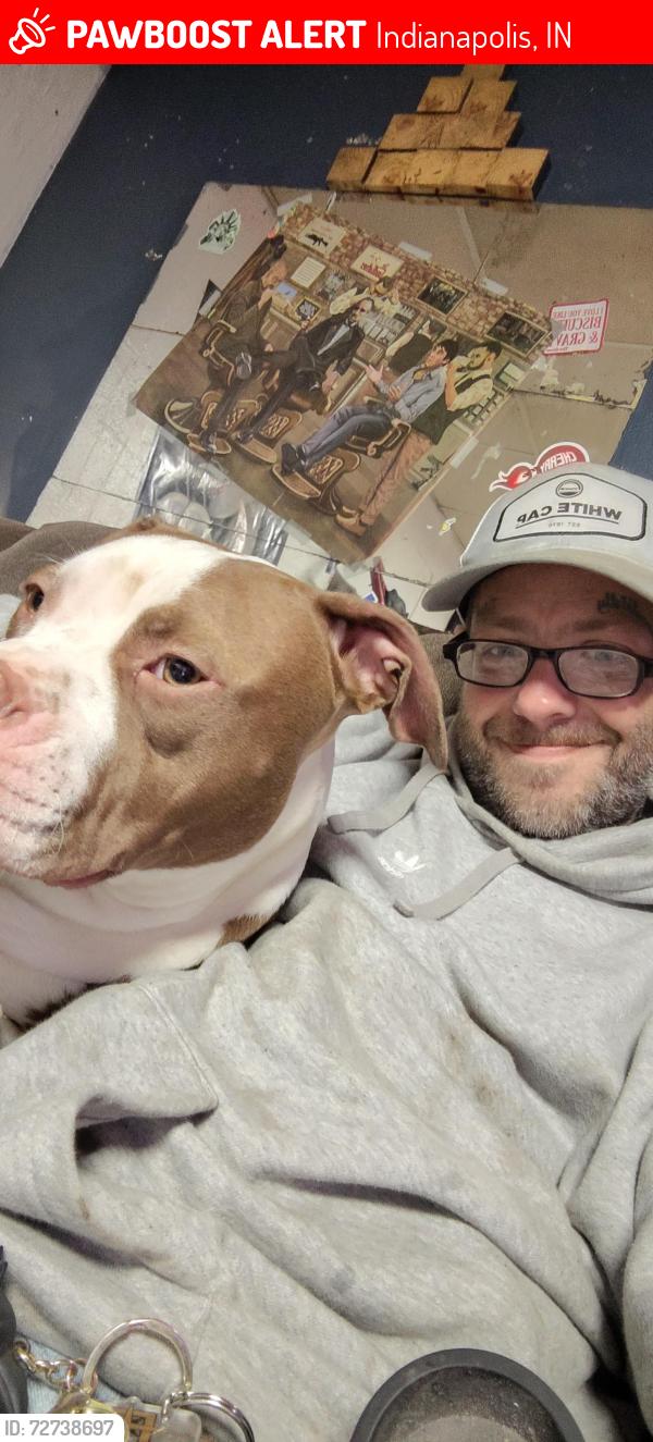 Lost Male Dog last seen Manchester apmts , Indianapolis, IN 46221