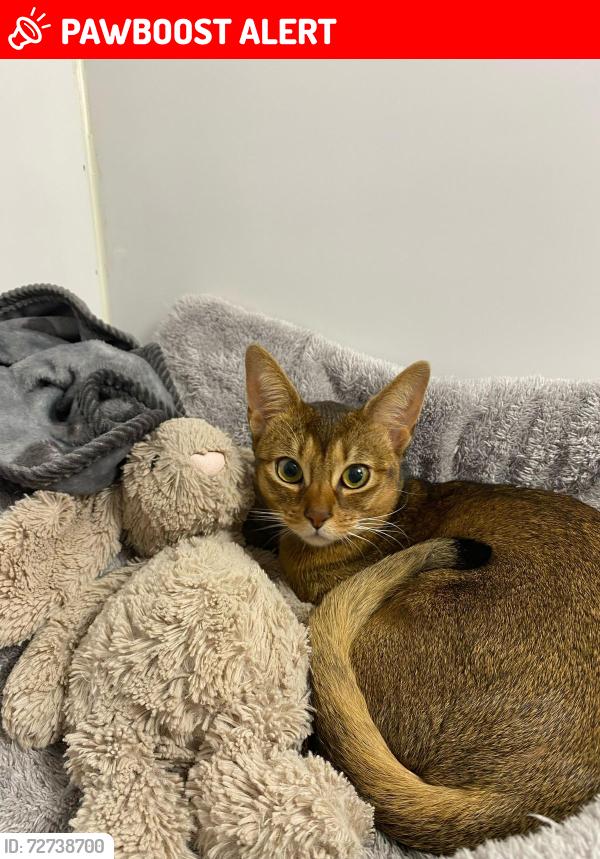 Lost Female Cat last seen Hermitage Park, Allington, Maidstone, Allington, England ME16