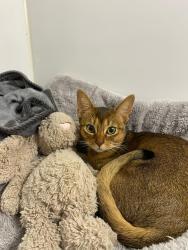 Lost Female Cat last seen Hermitage Park, Allington, Maidstone, Allington, England ME16