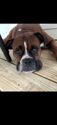 Lost Male Dog last seen Westshire and Kittery in the Westgate neighborhood. , Comstock Park, MI 49321