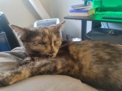 Lost Female Cat last seen Wonderful Smiles Dental, Puyallup, WA 98374