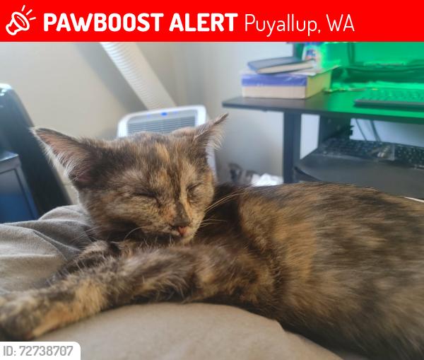 Lost Female Cat last seen Wonderful Smiles Dental, Puyallup, WA 98374