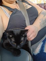 Lost Male Cat last seen Milt phillips and strothers, Seminole, OK 74868