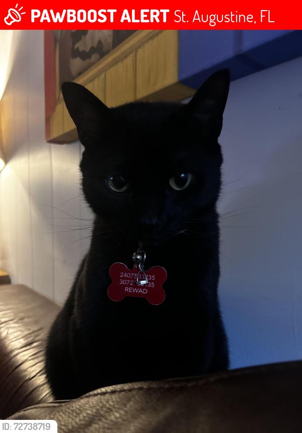 Lost Male Cat last seen Davis st, st Augustine, fl 32084, St. Augustine, FL 32084