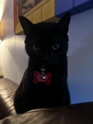 Lost Male Cat last seen Davis st, st Augustine, fl 32084, St. Augustine, FL 32084