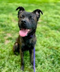 Shelter Stray Male Dog last seen CHARLOTTE, Charlotte, NC 28217