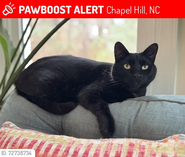 Lost Male Cat last seen Union Grove Rd, Chapel Hill, NC 27516