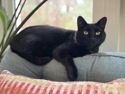 Lost Male Cat last seen Union Grove Rd, Chapel Hill, NC 27516