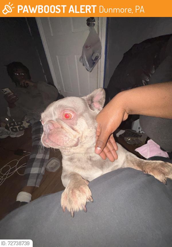 Found/Stray Female Dog last seen Dummore pa, Dunmore, PA 18510