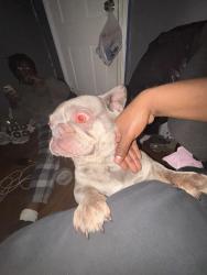 Found/Stray Female Dog last seen Dummore pa, Dunmore, PA 18510