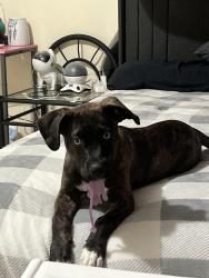 Lost Female Dog last seen Lehigh acres, Lehigh Acres, FL 33973