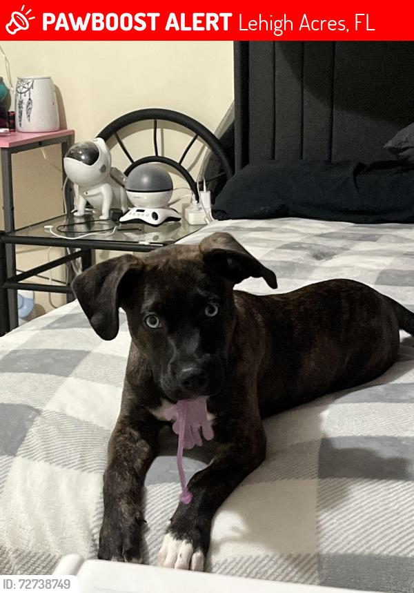 Lost Female Dog last seen Lehigh acres, Lehigh Acres, FL 33973
