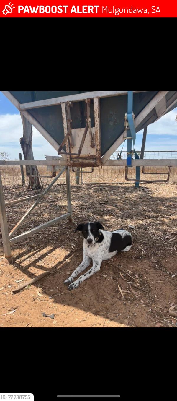 Lost Male Dog last seen Langhorne creek, SA , Mulgundawa, SA 5255