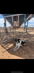 Lost Male Dog last seen Langhorne creek, SA , Mulgundawa, SA 5255
