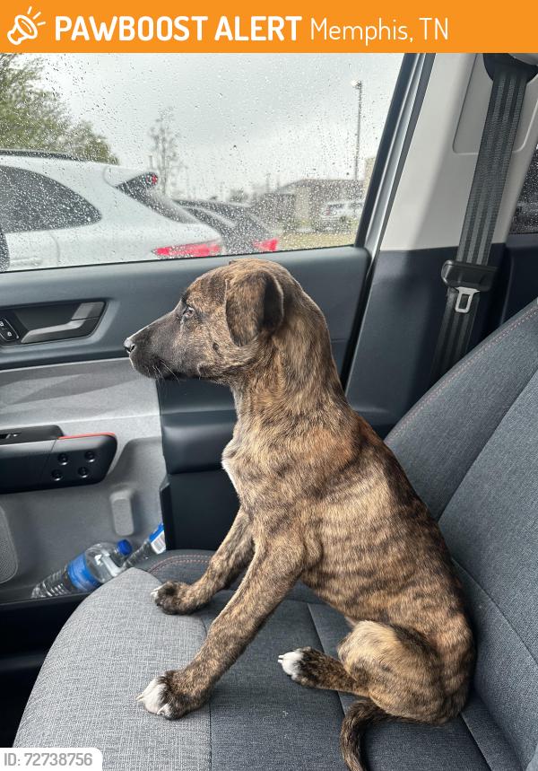 Found/Stray Female Dog last seen West shelby, Memphis, TN 38109