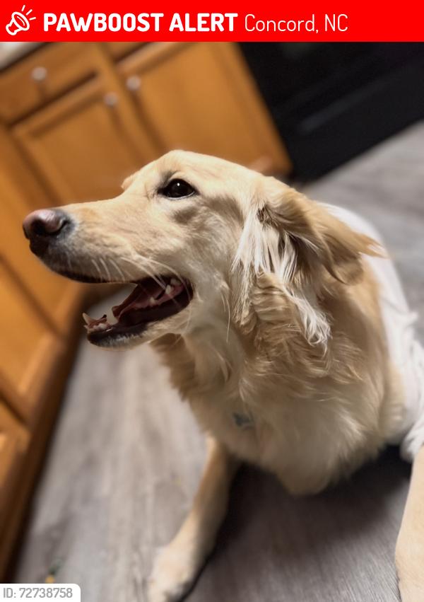 Lost Female Dog last seen Firethorne ln, Concord, NC 28025