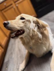 Lost Female Dog last seen Firethorne ln, Concord, NC 28025