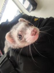 Lost Male Ferret last seen Winnsboro Dr and Jaywick Ave, Oxon Hill, MD 20744