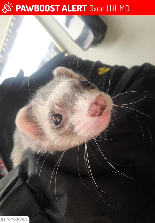 Lost Male Ferret last seen Winnsboro Dr and Jaywick Ave, Oxon Hill, MD 20744