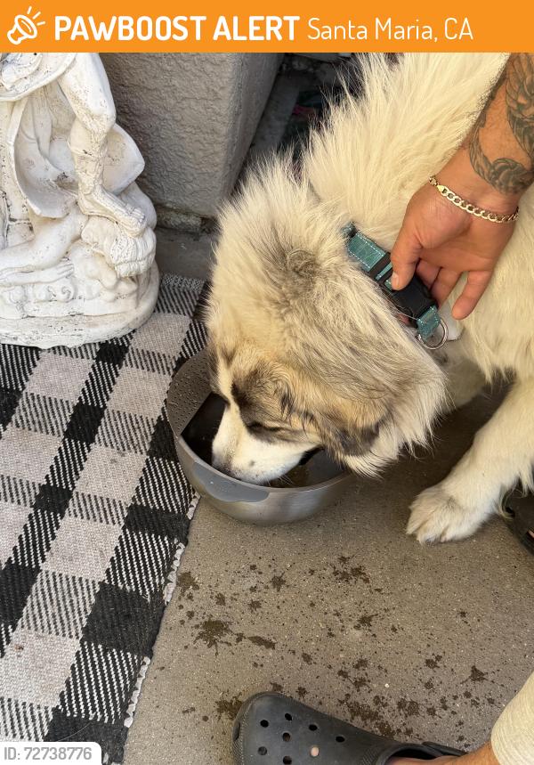 Found/Stray Male Dog last seen Donavan, Santa Maria, CA 93458