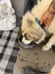 Found/Stray Male Dog last seen Donavan, Santa Maria, CA 93458