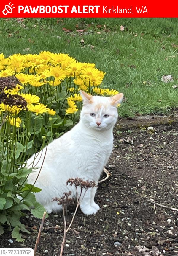 Lost Female Cat last seen Korean church and Juanita Woodinville rd, Kirkland, WA 98034