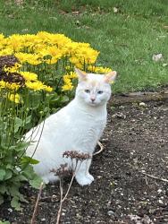 Lost Female Cat last seen Korean church and Juanita Woodinville rd, Kirkland, WA 98034