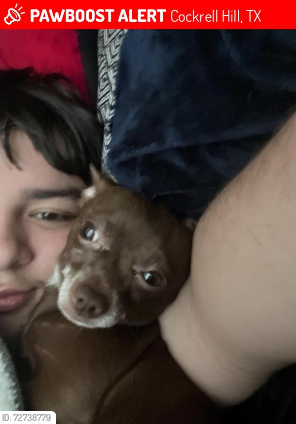 Lost Male Dog last seen Crocker hill, Cockrell Hill, TX 75211