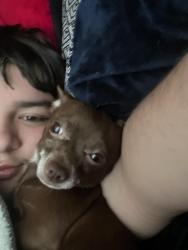 Lost Male Dog last seen Crocker hill, Cockrell Hill, TX 75211