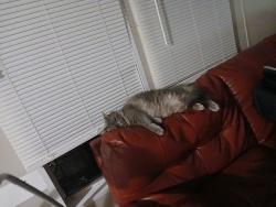 Reunited Male Cat last seen Dallas hwy and Jessi Davis park , Douglasville, GA 30134