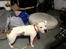 Found/Stray Male Dog last seen Merrimac and Keokee, Merrimac Dr, MD 20783