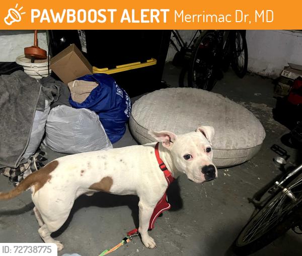 Found/Stray Male Dog last seen Merrimac and Keokee, Merrimac Dr, MD 20783