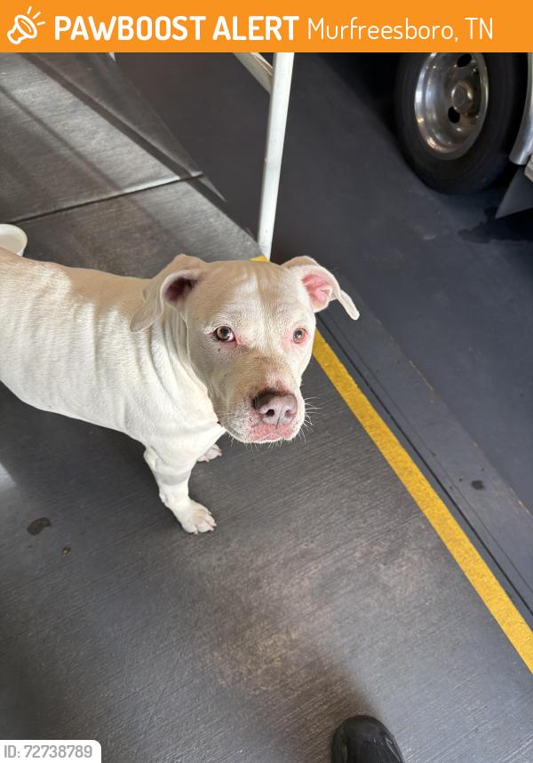 Found/Stray Unknown Dog last seen Rutherford county ems building , Murfreesboro, TN 37128