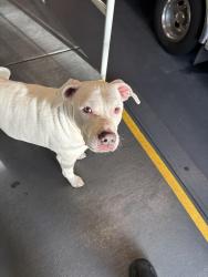 Found/Stray Unknown Dog last seen Rutherford county ems building , Murfreesboro, TN 37128